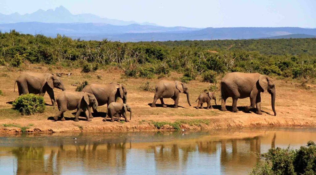 elephants-279505_1920-1024x570 Escalating Human Wildlife Conflicts