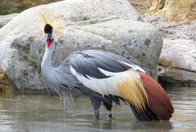 grey-crowned-crane-1502935_640 A Kingdom Rule. Life Presidents in Africa...