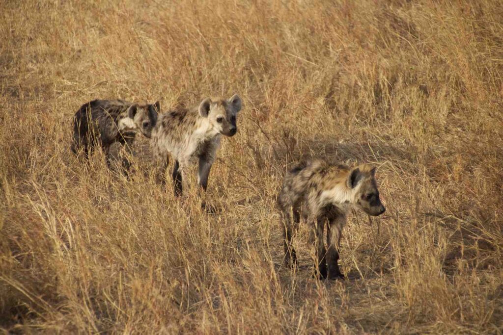 hyenas-5691842_1920-1024x683 Escalating Human Wildlife Conflicts