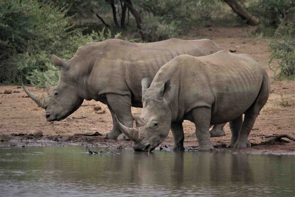 white-rhino-4555707_1920-1024x683 Escalating Human Wildlife Conflicts