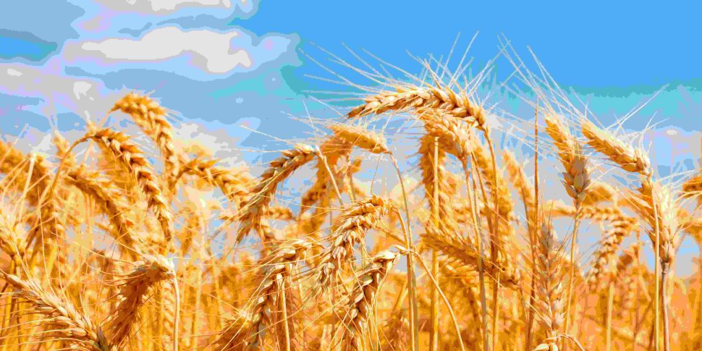 1-1024x512 Zim Records Highest Wheat Harvest
