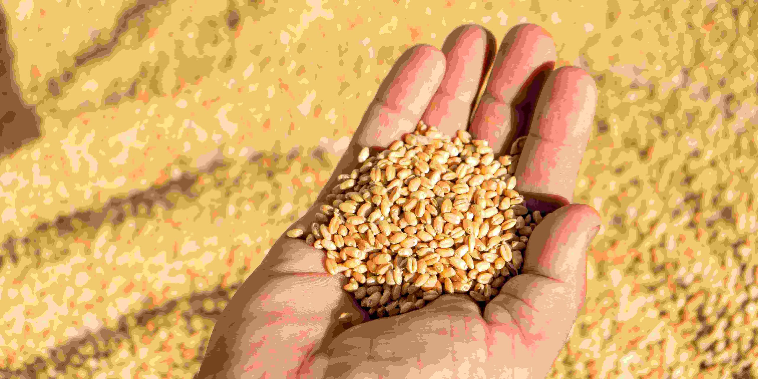 Zim Records Highest Wheat Harvest