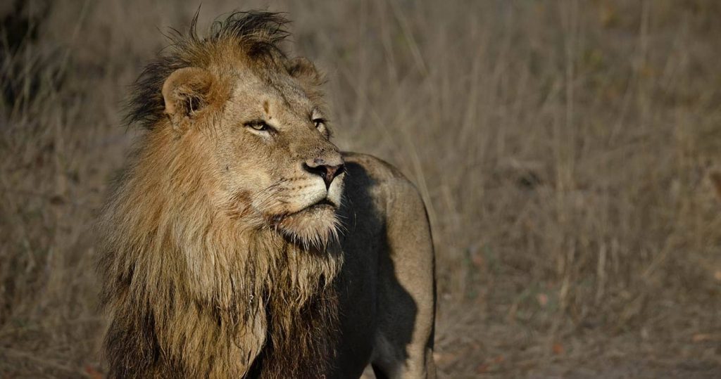lower-zambezi-lion-big-five-safari-1024x539 PEOPLE VS BEASTS: WHOSE LAND REALLY?