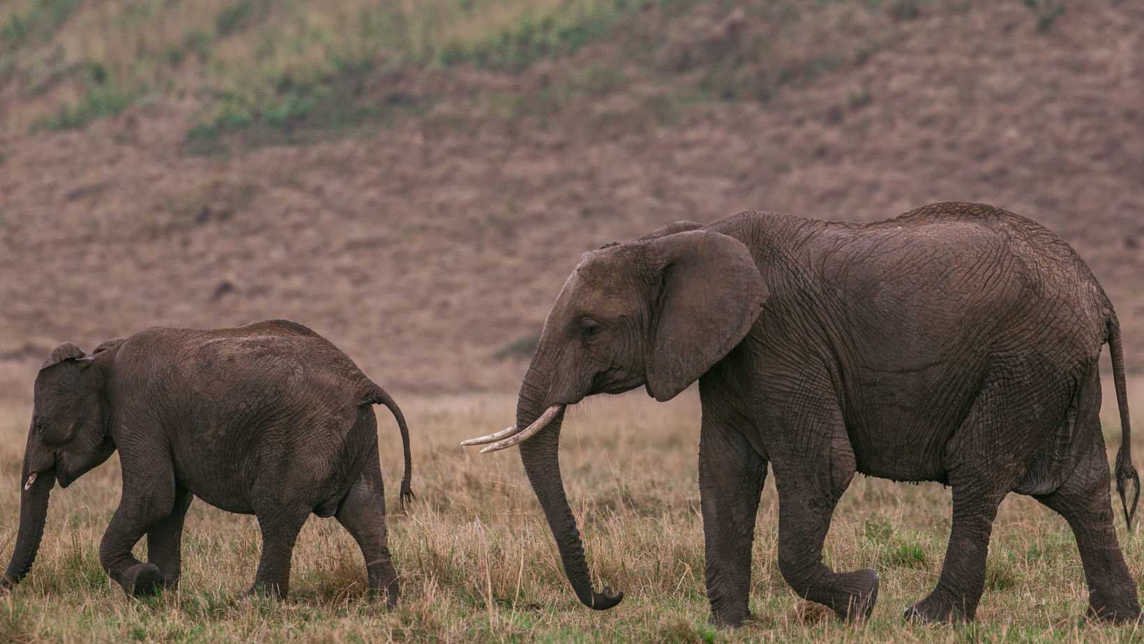 Zim elephants migrating to Botswana as water scarcity increases