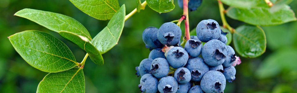 Website-Banner-10-1024x320 Blueberry Boom: Zimbabwe emerges as a Global Blueberry Powerhouse