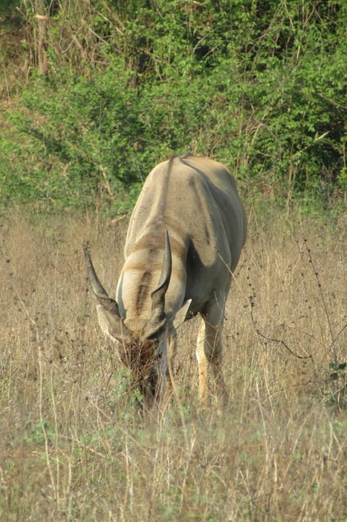 WhatsApp-Image-2024-09-05-at-15.30.12-1-682x1024 Escape to Makumbiri: A Rustic Bush Adventure for the Soul