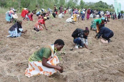 First Lady Auxillia Mnangagwa Leads Massive Tree Planting Drive in Zimbabwe