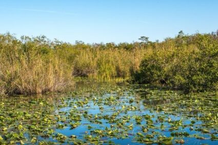 Zimbabwe’s Wetland Crisis and the Global Push to Save Them