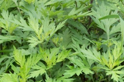 Empowering Women Through the Artemisia Value Chain in Cameroon